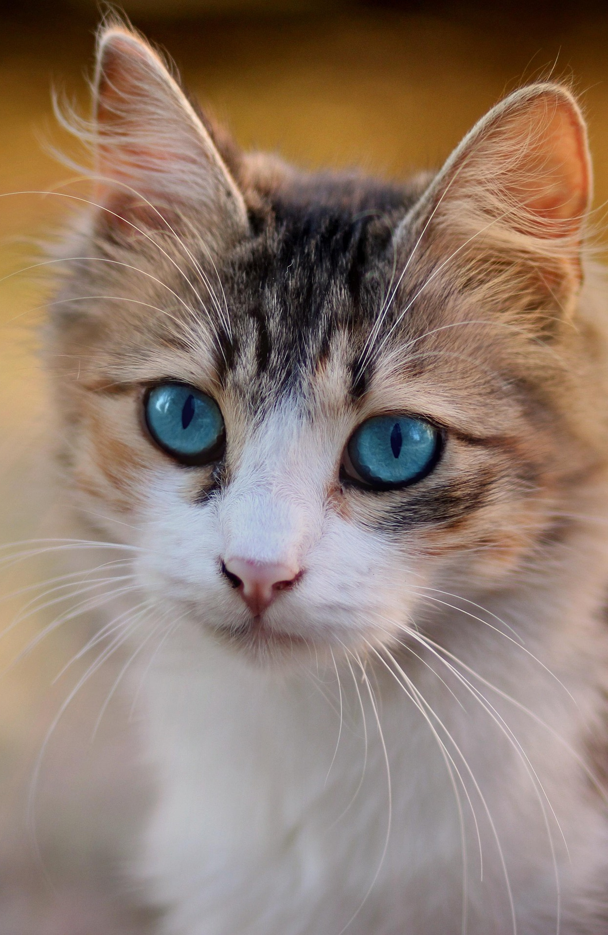 Original pet photo