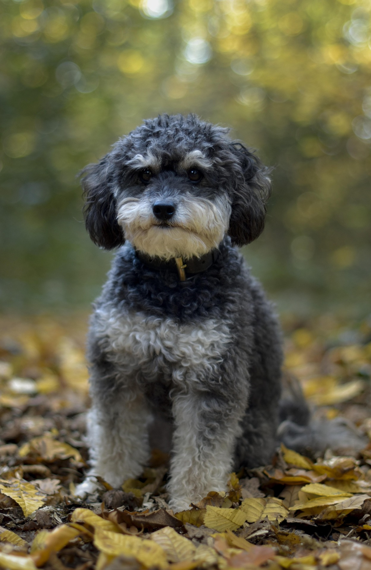Original pet photo