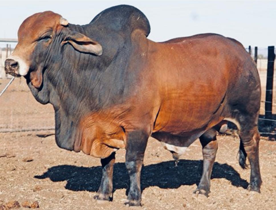 Veterinarian examining a calf
