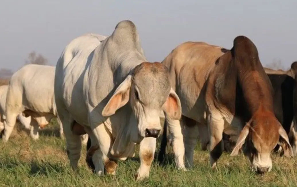 Breeding bull in pasture