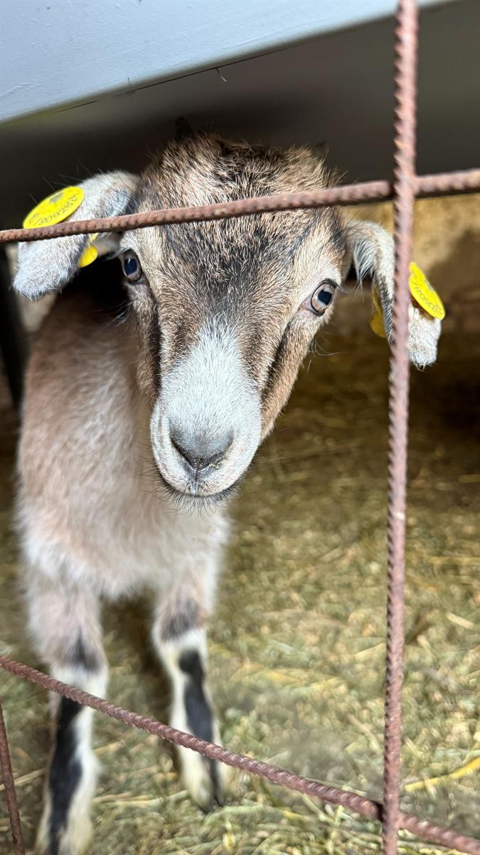 Friendly Farm Animals at Tringa