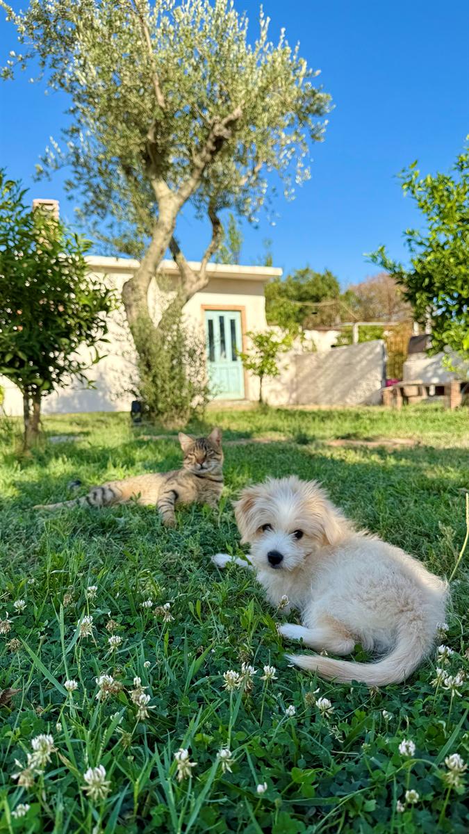 Farm Dog in Countryside Garden