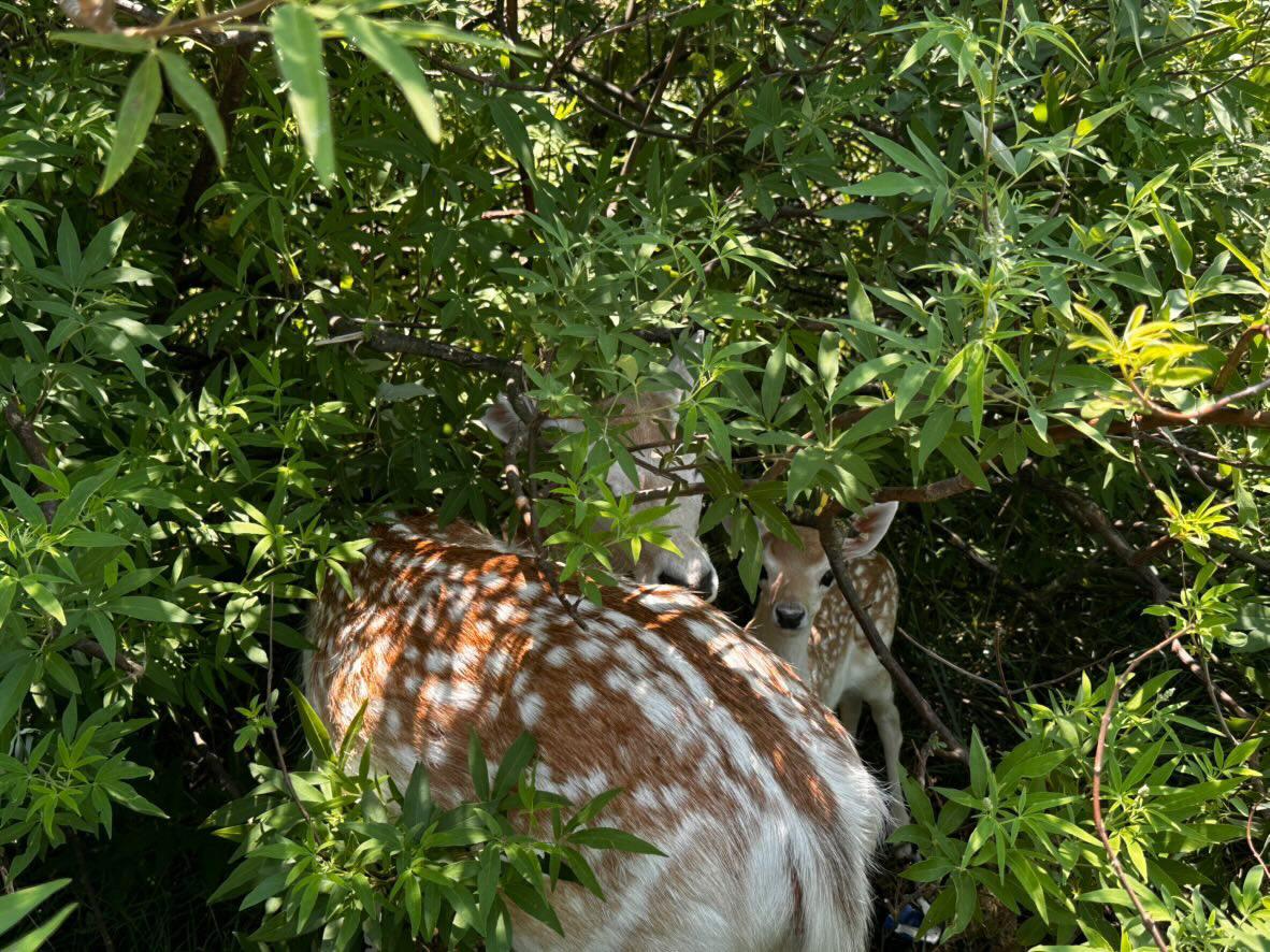 Countryside Animal Experience