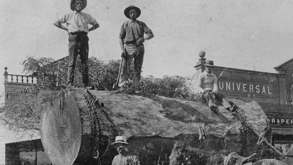 A close-up shot of a weathered, reclaimed timber beam, showcasing its unique grain patterns and knots, with soft, natural light illuminating its surface. In the background, a blurred image of a historic New Zealand building, perhaps a farmhouse or a schoolhouse, showcasing its architectural details.
