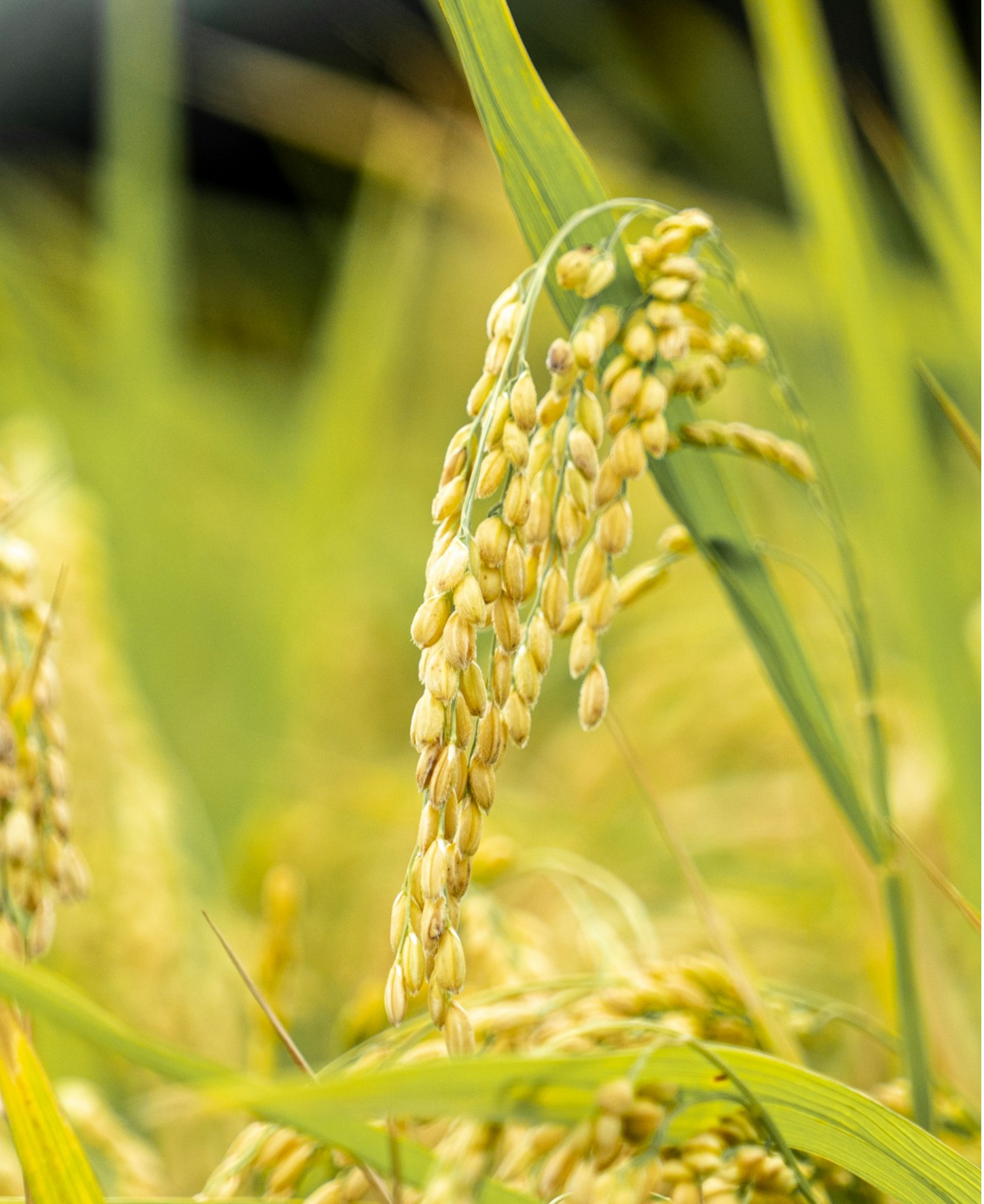 A photorealistic close-up of various types of Vietnamese rice grains arranged artfully on a dark wooden surface. Lighting should be dramatic, highlighting the textures and colors of each grain. The background should be blurred to focus attention on the rice. Style is photorealistic with a focus on detail. 4K resolution.