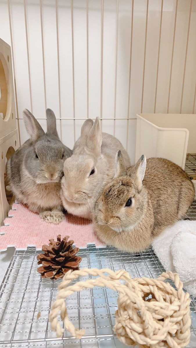 A close-up, high-resolution image showcasing the diverse breeds of bunnies available at Bunny Haven. The image should emphasize the healthy, vibrant appearance of each bunny, highlighting their unique coat colors and textures. Soft, natural lighting should accentuate their features without harsh shadows. The background should be simple and clean to avoid distracting from the bunnies themselves. The overall style should evoke a sense of trust and reliability, portraying the bunnies as well-cared for and ready for their new homes. Technical specs: 8K resolution, hyperrealistic.