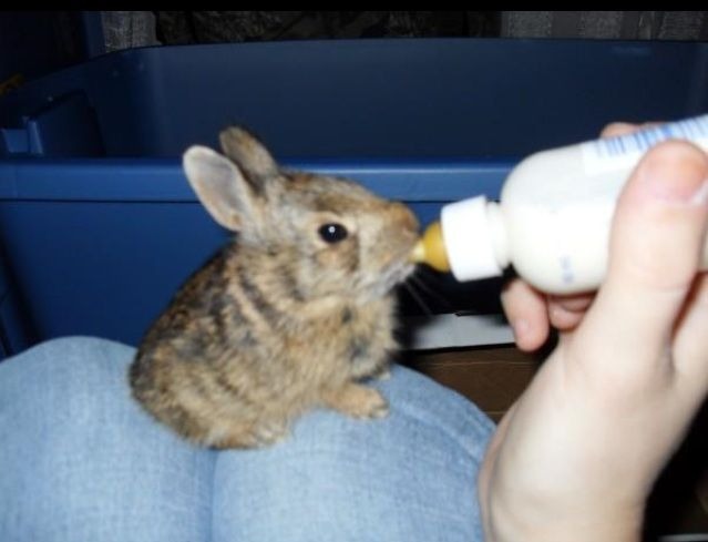 A photorealistic image showcasing a Bunny Barns staff member gently interacting with a bunny. The setting should be a clean, well-lit area of the barn. High-quality lighting and textures are critical. The image should emphasize the gentle and caring interaction. The overall style should feel comforting and heartwarming, emphasizing a bond between human and animal.