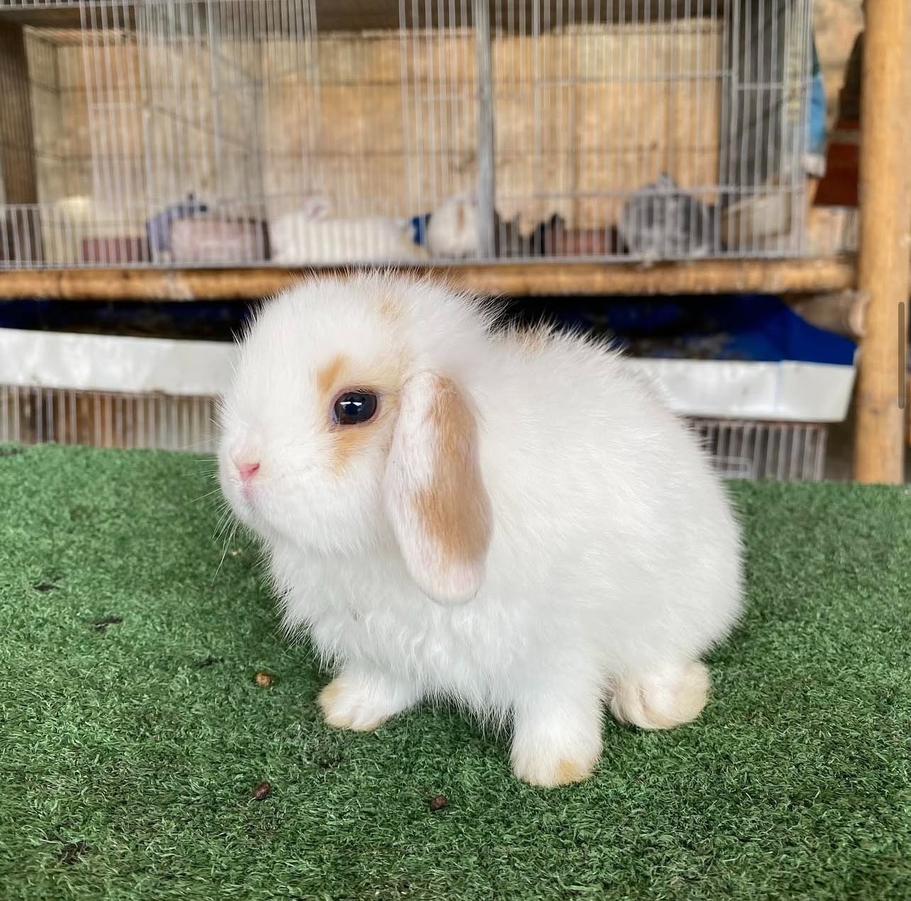 A close-up, high-resolution image showcasing the diverse breeds of bunnies available at Bunny Haven. The image should emphasize the healthy, vibrant appearance of each bunny, highlighting their unique coat colors and textures. Soft, natural lighting should accentuate their features without harsh shadows. The background should be simple and clean to avoid distracting from the bunnies themselves. The overall style should evoke a sense of trust and reliability, portraying the bunnies as well-cared for and ready for their new homes. Technical specs: 8K resolution, hyperrealistic.