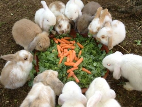 A close-up, photorealistic image of a variety of fresh vegetables and hay arranged attractively in a bunny's food bowl, with several healthy bunnies happily eating.  The image should be bright, clean, and appetizing.  Focus on detailing the texture and color of the food items, emphasizing their freshness and nutritional value. The style should resemble high-end food photography.