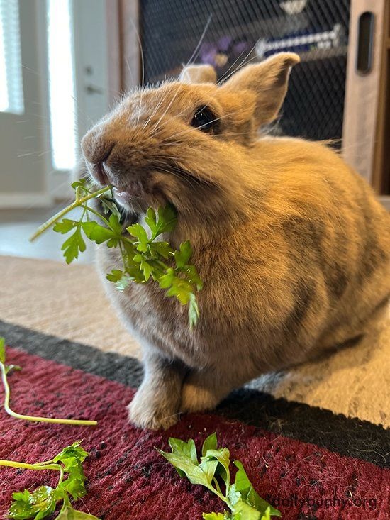 A series of images showing the daily routines at Bunny Haven: bunnies enjoying spacious, clean cages; getting gentle handling and checkups from a caring staff member; and happily eating fresh hay and vegetables. The images should be bright, cheerful, and highlight the clean, organized, and loving environment. The focus should be on showing how much the bunnies are cared for. Technical specs: 8K resolution, hyperrealistic.