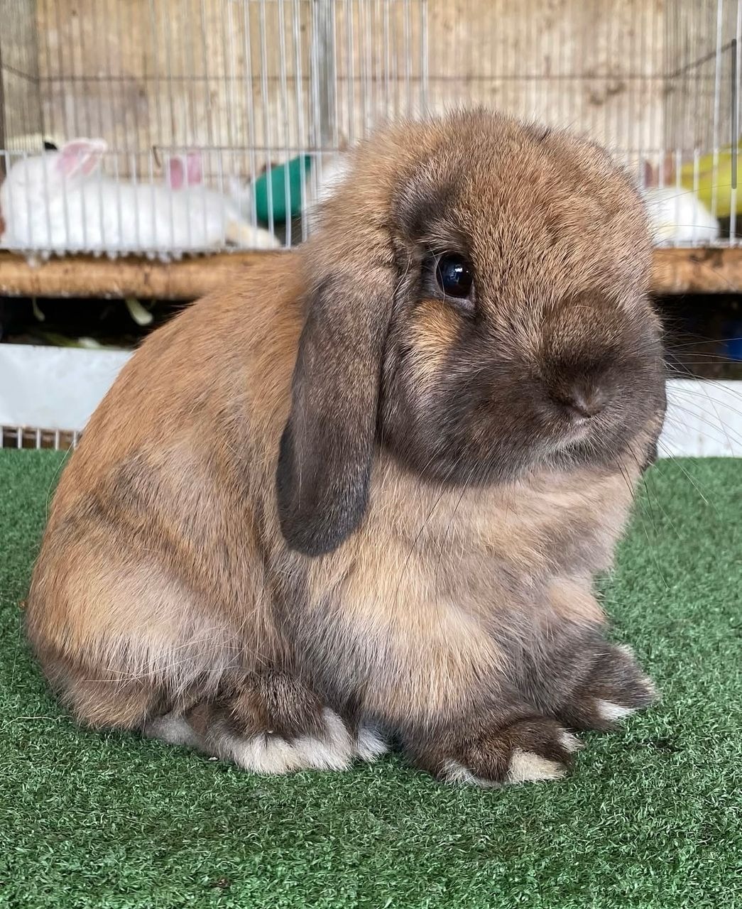 A stylized image showing a selection of rabbits, each clearly labeled with their breed and a short description. Use a clean, modern design, with high-quality images of the rabbits. The background should be simple, allowing the rabbits to be the focal point. The overall look should be professional, modern, and inviting.