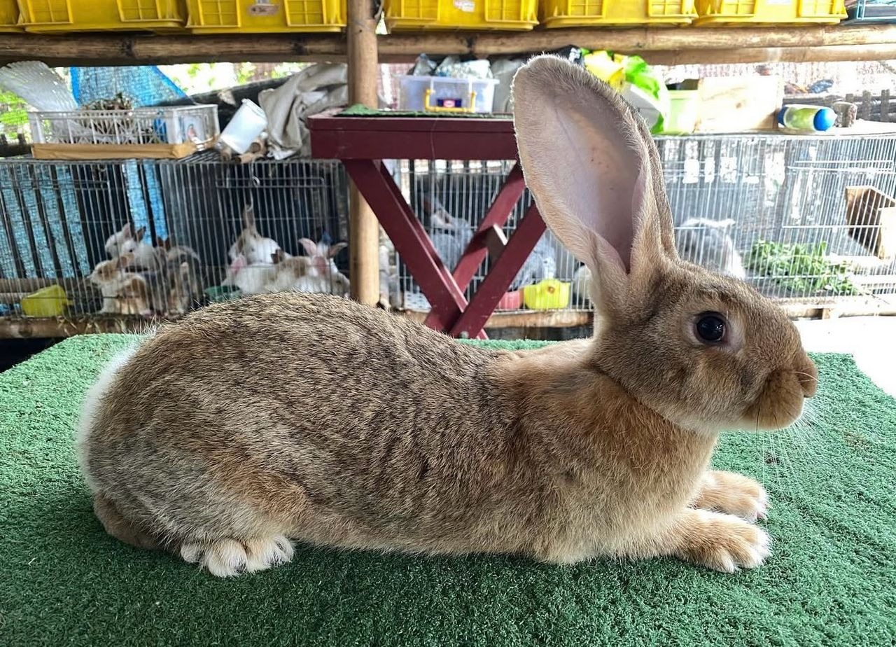 A collage of images showcasing different breeds of rabbits, such as Flemish Giants, Rex, Lionheads, and Netherland Dwarfs, highlighting their unique characteristics and appearances. The style should be clean and organized, easily showcasing the various breeds.
