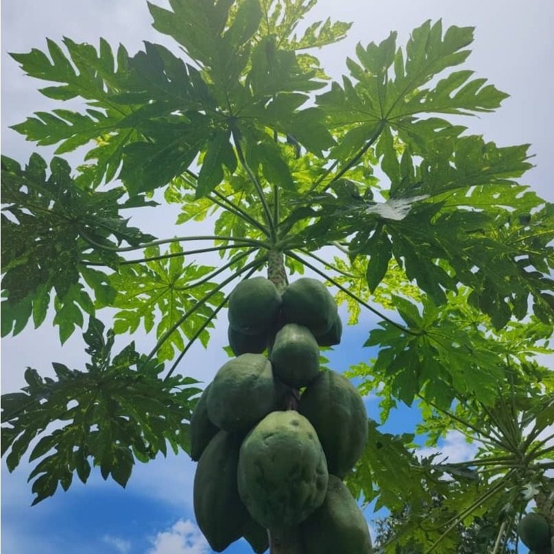 A photorealistic image showcasing a variety of healthy food products, such as fortified cereals, nutritious snacks, and supplements. The lighting should be warm and inviting, highlighting the freshness and appeal of the products. The color palette should be vibrant and diverse, reflecting the variety of nutrients. The composition should convey a sense of health and well-being. Style reference: food photography. Technical specs: 4K, high quality.
