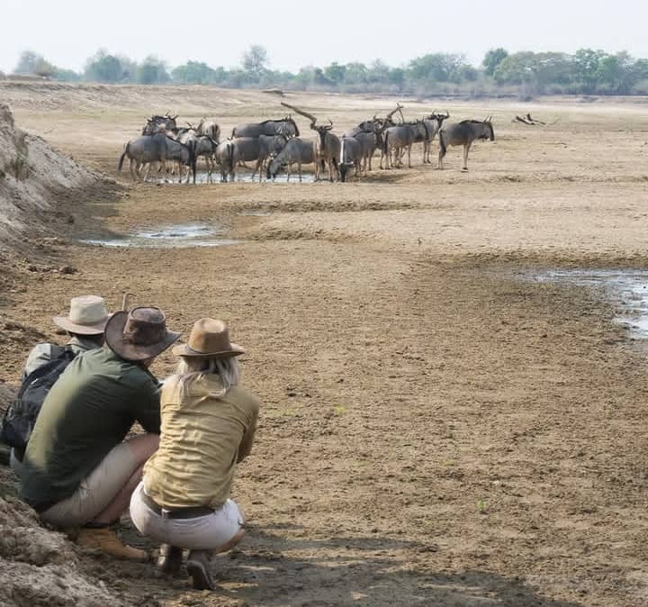 A photorealistic image of a small group of hunters led by a guide, moving through tall grass at dawn. The guide is pointing something out, showing expertise and leadership. Early morning light filtering through the savanna, creating a sense of adventure and anticipation. 4K resolution.