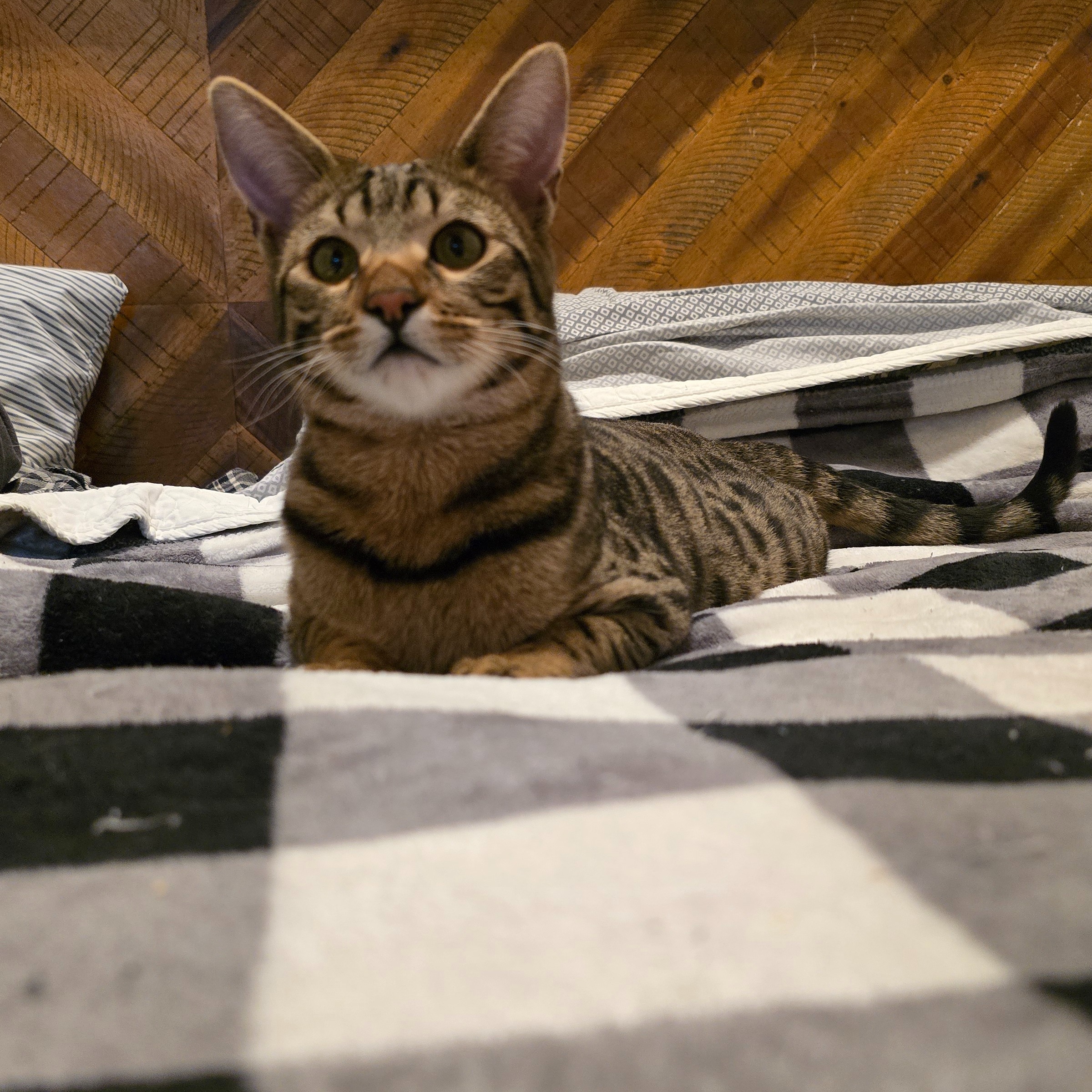 A Savannah male cat, with a soft, cuddly appearance, relaxing on a couch with a human companion.  The cat is looking at the human with a gentle expression, showcasing its loving nature.