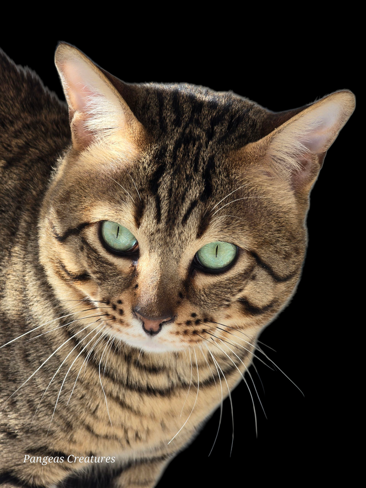 A majestic Savannah male cat, with a long, flowing coat, large, expressive eyes, and a proud posture.  The cat is standing on a pedestal, looking confidently at the viewer,  with a luxurious backdrop of a jungle setting.