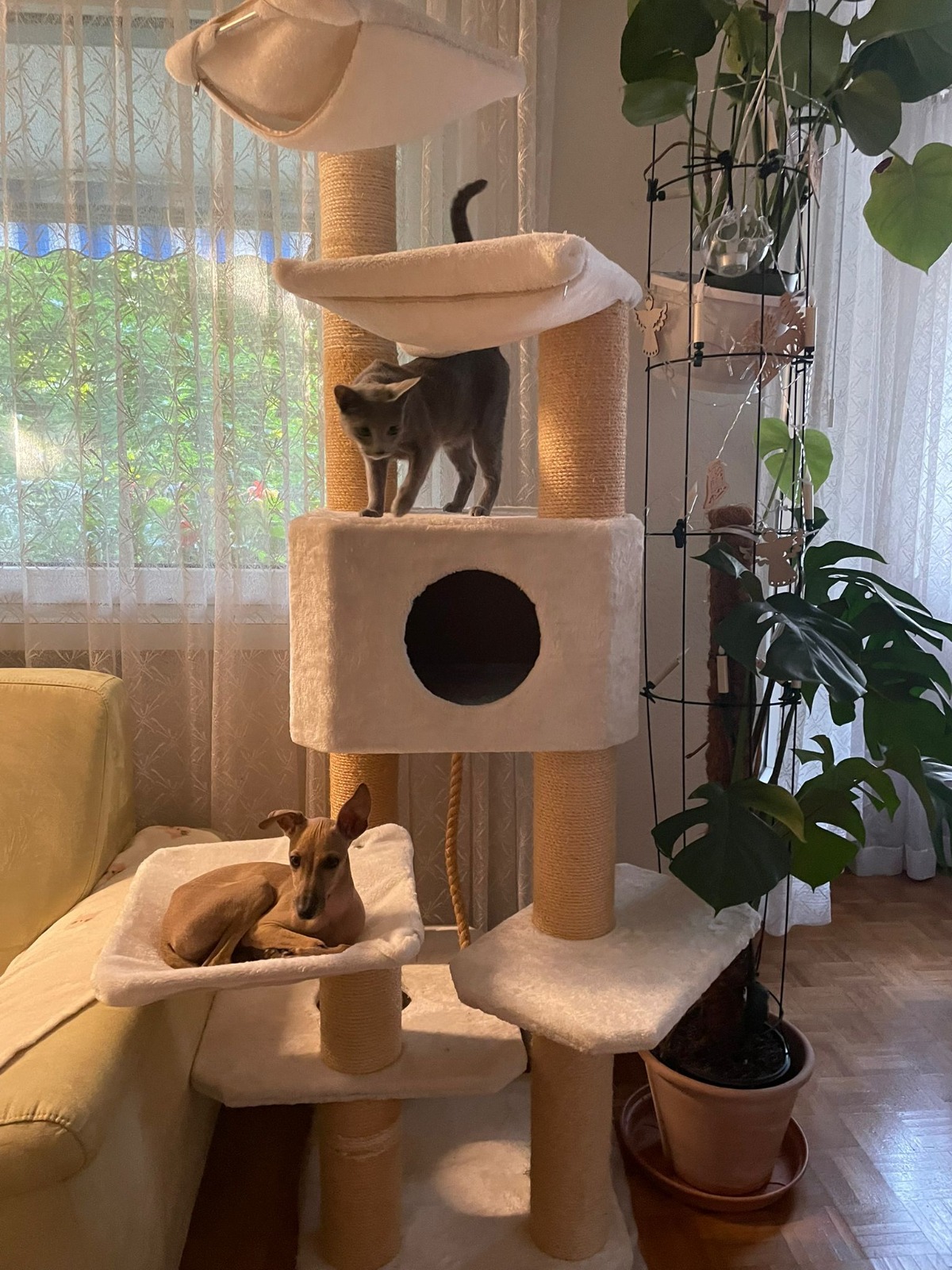 Freya auf Katzenbaun