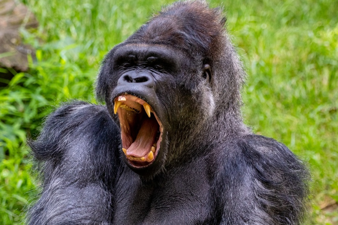 Immersive Jungle Experience