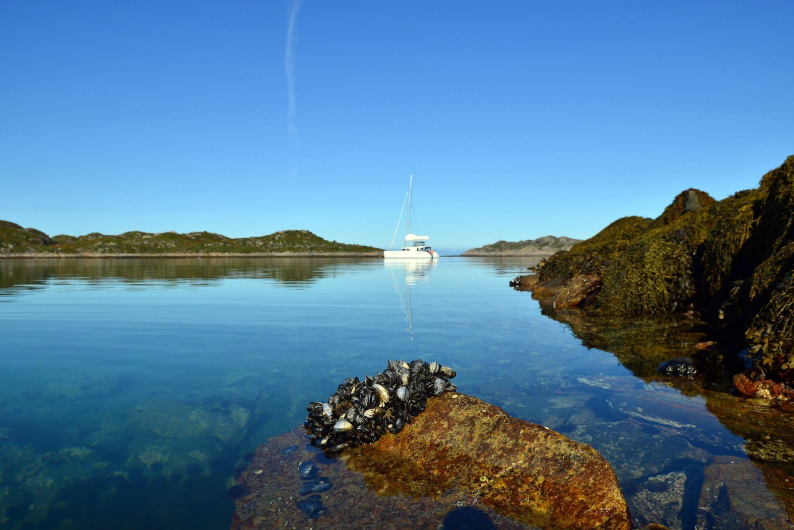 Envision a dynamic scene highlighting wildlife encounters in the Arctic waters. The image should capture a majestic whale breaching the surface near the cruise ship, with splashes of water shooting into the air. In the background, seagulls circle overhead against a backdrop of rugged cliffs and scattered icebergs. The lighting is bright and clear, emphasizing the shimmering blue water and the dramatic contrast of the white whale. Ensure hyperrealistic details portray both the excitement of wildlife interactions and the stunning natural scenery. The final output should be in 8K resolution for maximum visual impact.