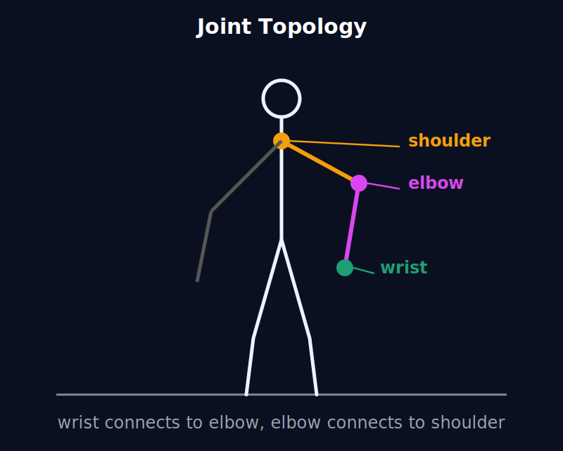 Skeletal diagram showing how joints connect — wrist to elbow, elbow to shoulder — illustrating FormForge's standard joint topology.